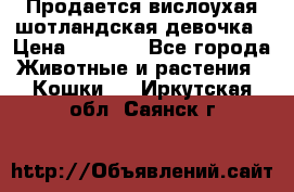Продается вислоухая шотландская девочка › Цена ­ 8 500 - Все города Животные и растения » Кошки   . Иркутская обл.,Саянск г.
